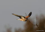Common Kestrel (Falco tinnunculus) F