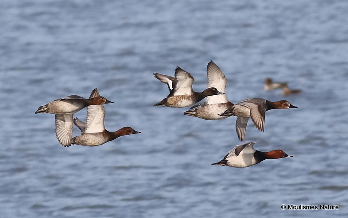 Common Pochard (Aythya ferina), Fuligule milouin