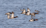 Common Pochard (Aythya ferina), Fuligule milouin