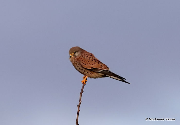 Common Kestrel (Falco tinnunculus) F