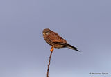 Common Kestrel (Falco tinnunculus) F