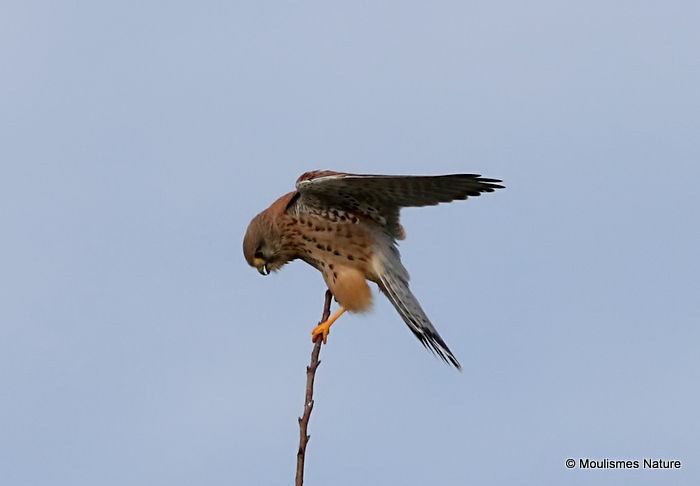 Common Kestrel (Falco tinnunculus) F