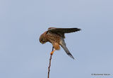 Common Kestrel (Falco tinnunculus) F