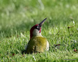 European Green Woodpecker (Picus viridis) M
