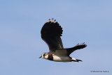 Northern Lapwing (Vanellus vanellus)