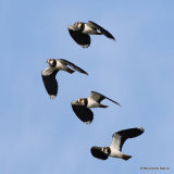 Northern Lapwing (Vanellus vanellus)