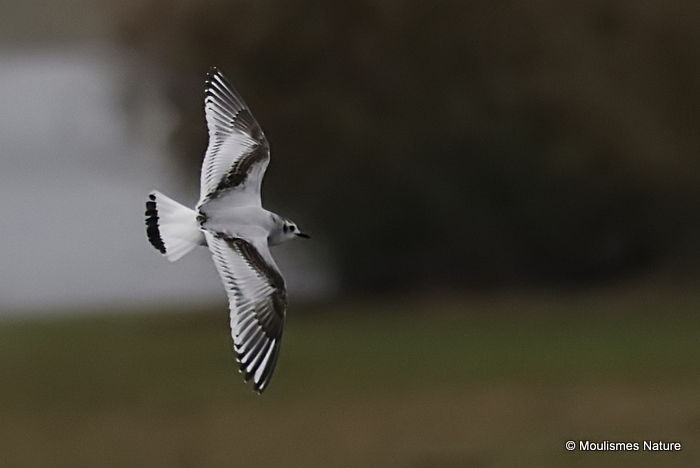 L. minutus 1st-winter