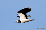 Northern Lapwing (Vanellus vanellus)