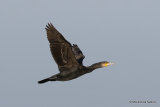 Great Cormorant (Phalacrocorax carbo) Ad-W