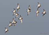 European Golden Plover (Pluvialis apricaria)