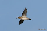 European Golden Plover (Pluvialis apricaria)