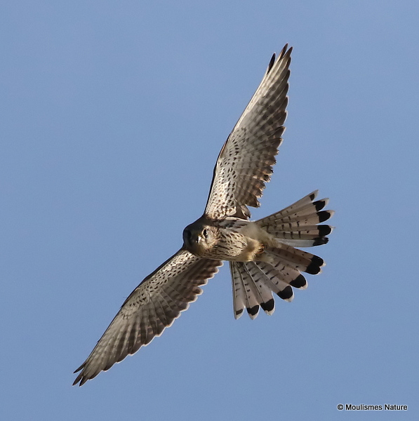 Common Kestrel (Falco tinnunculus) M-Ad