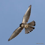 Common Kestrel (Falco tinnunculus) M-Ad