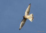 Common Kestrel (Falco tinnunculus) M-Ad