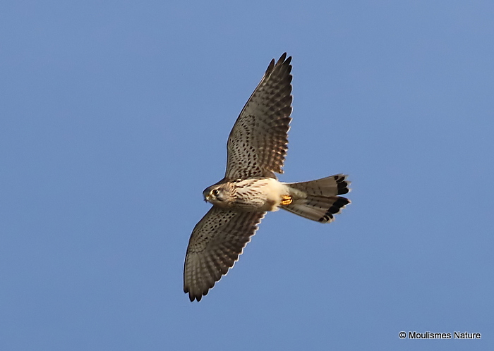 Common Kestrel (Falco tinnunculus) M-Ad