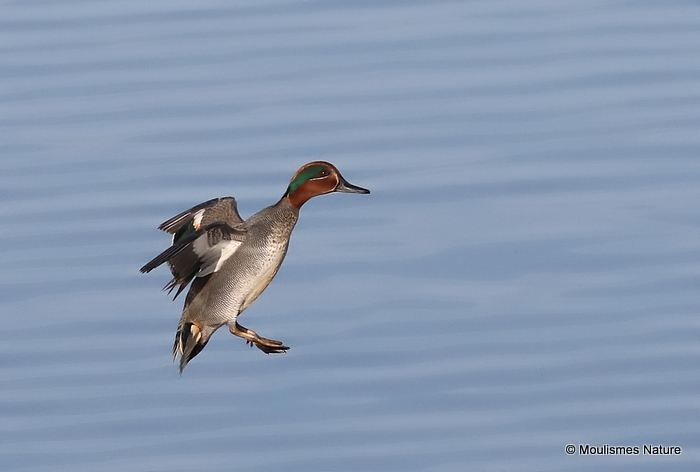Common Teal (Anas crecca) M-Ad, Sarcelle d'hiver