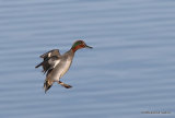 Common Teal (Anas crecca) M-Ad, Sarcelle d'hiver