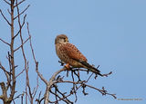 Common Kestrel (Falco tinnunculus) M