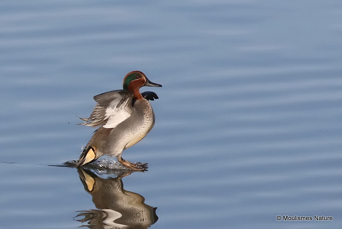 Common Teal (Anas crecca) M-Ad, Sarcelle d'hiver