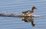Common Teal (Anas crecca) M-Ad, Sarcelle d'hiver