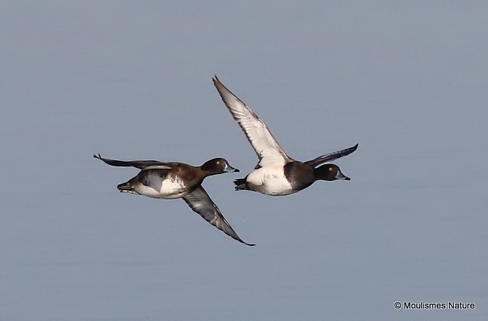 Tufted Duck (Aythya fuligula), Fuligule morillon