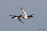 Tufted Duck (Aythya fuligula), Fuligule morillon