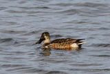 Northern Shoveler (Anas clypeata) M