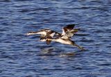 Great Crested Grebe (Podiceps cristatus) Ad-W