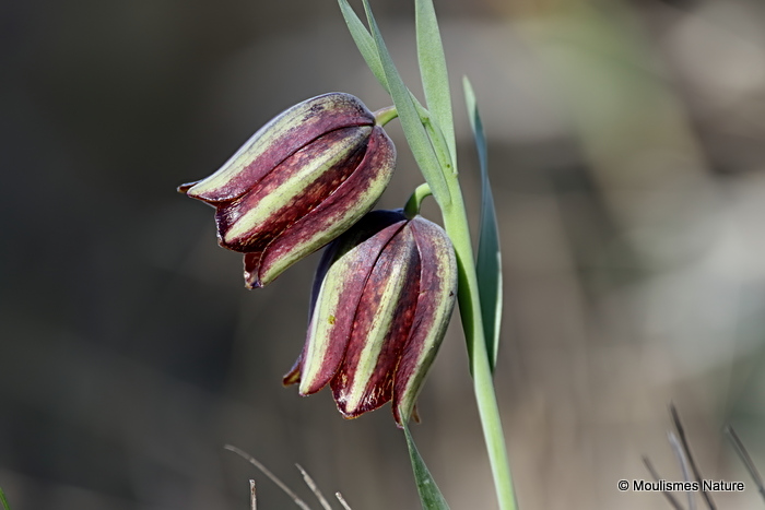 Fritillaria lusitanica near El Perelló