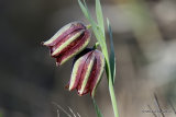 Fritillaria lusitanica | El Perello
