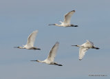 Platalea leucorodia
