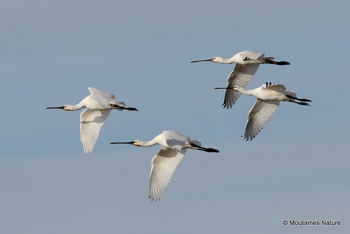 Platalea leucorodia
