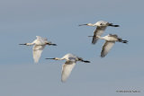 Platalea leucorodia