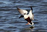 Northern Shoveler (Anas clypeata) M, Canard souchet