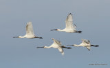 Platalea leucorodia
