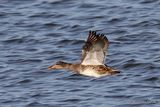 Gadwall (Anas strepera) F, Canard chipeau