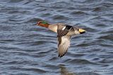 Common Teal (Anas crecca) M-Ad, Sarcelle d'hiver