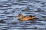 Northern Shoveler (Anas clypeata) M