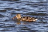 Northern Shoveler (Anas clypeata) F