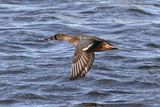 Northern Shoveler (Anas clypeata) M, Canard souchet