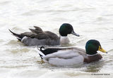 Hybrid Mallard/Pintail male type