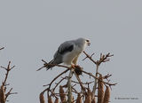 Elanus caeruleus Ad