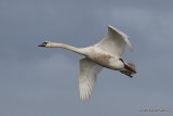 Mute Swan (Cygnus olor) 1W