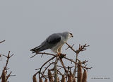Elanus caeruleus Ad