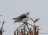Elanus caeruleus Ad