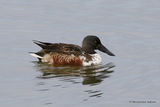 Northern Shoveler (Anas clypeata) M