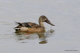 Northern Shoveler (Anas clypeata) M