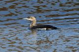Black-throated Diver (Gavia arctica), Plongeon arctique 1W