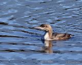 Black-throated Diver (Gavia arctica), Plongeon arctique 1W