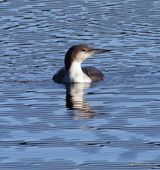 Black-throated Diver (Gavia arctica), Plongeon arctique 1W